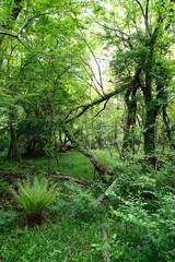 Obraz premium fresh ferns and mossy old trees in spring forest