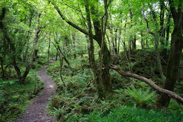 fine spring path through fresh ferns and old trees