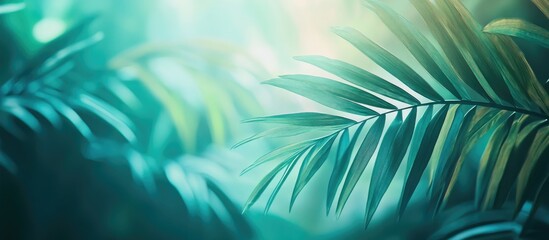 Obraz premium Tropical Blurred Background With Palm Leaves In Forest