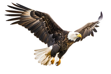 Obraz premium Bald eagle landing swoop attack on white background ,Bald Eagle with Yellow Beak White Background