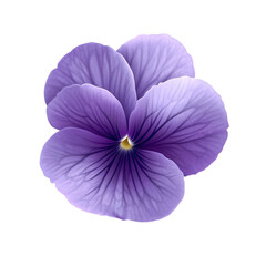 A purple flower on white and transient background. PNG cutout. 
