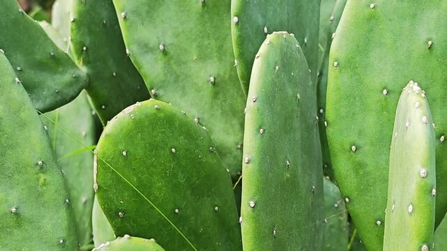 Opuntia cochenillifera also called warm hand, nopal cactus