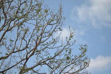trees that grow in the dry season