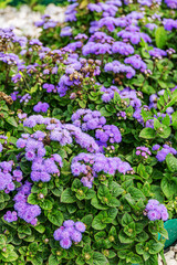 Blooming Floss flowers (Ageratum houstonianum) in blue fluff haired corymbs shapes. Purple flowers in the summer garden.