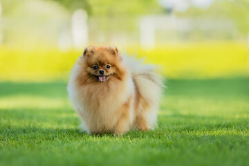 German Pomeranian dog in the park