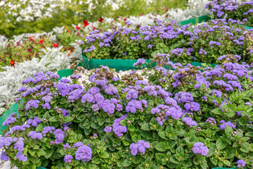 Obraz premium Blooming Floss flowers (Ageratum houstonianum) in blue fluff haired corymbs shapes. Purple flowers in the summer garden.