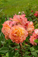 Close up of rose flowers covered in raindrops. The background is lush and green. Orange rose grows in the garden.