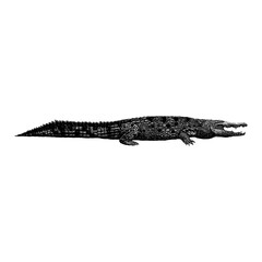 Naklejka premium Orinoco Crocodile hand drawing vector isolated on background.