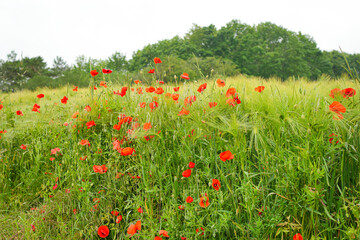 field of red poppies