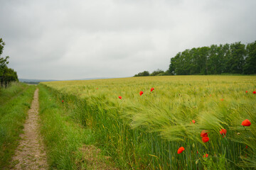 poppy field in the summer