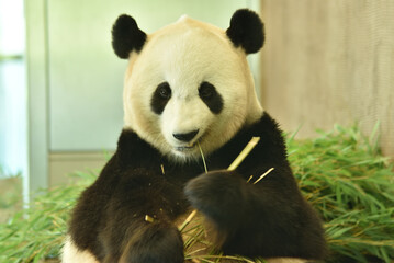 食事中のジャイアントパンダ(メス)