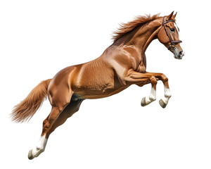 Horse long jump isolated on white