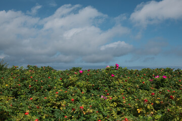 flowers in a bush with a sunny sky with clouds