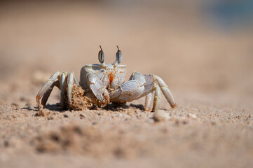 Ocypode saratan during the day on a sandy beach.