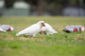 White cockatoo foraging on grass with other birds in background