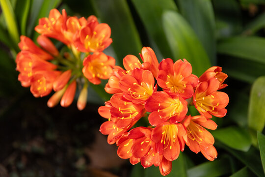 Bright orange clivia flowers blooming against green leaves