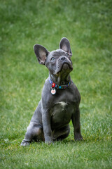 A young male French bulldog sits on the green grass