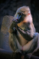 Close up shot of mandrill (Mandrillus sphinx) portrait