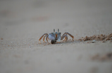 Ocypode saratan during the day on a sandy beach