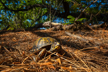 Eastern box turtle in pine lands habitat