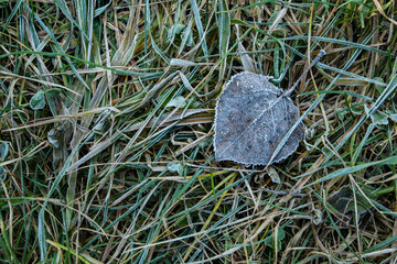 Frost covered dead aspen leaf among frozen blades of grass