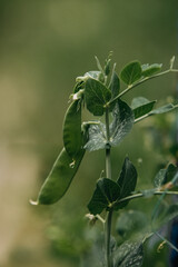 Fototapeta premium pods of young green beans
