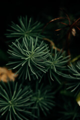 Leaves of the decoration flower