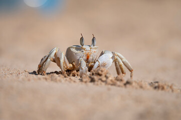 Ocypode saratan during the day on a sandy beach
