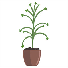 vector drawing house plant in pot, Kalanchoe delagoensis, mother of millions or chandelier plant, succulent isolated at white background, hand drawn illustration