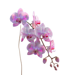 Pink Orchid Blossom Closeup