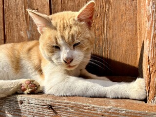 a beautiful red cat basks in the rays of the autumn sun, the concept of peace and enjoying life