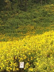 Obraz premium flowers in the park