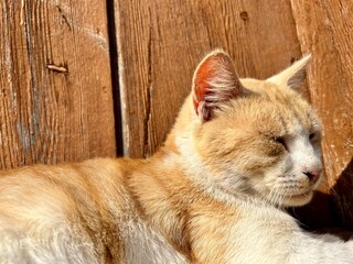 a beautiful red cat basks in the rays of the autumn sun, the concept of peace and enjoying life