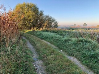 rural road through a field in the early autumn morning at dawn