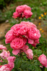 Close up of rose flowers covered in raindrops. The background is lush and green. Pink rose grows in the garden.