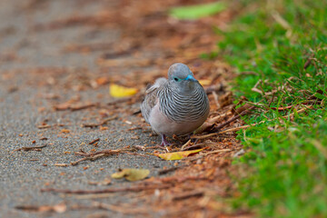 色鮮やかなオーストラリアの野鳥