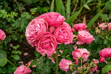 Close up of rose flowers covered in raindrops. The background is lush and green. Pink rose grows in the garden.
