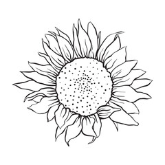 big beautiful sunflower in full bloom. illustration of a sun flower. flowers drawing with line-art on white backgrounds. Simple Design Outline Style. You can give color you like. Vector Illustration