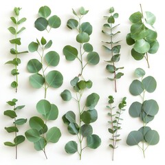 Fresh eucalyptus leaves set isolated, eucalyptus twigs, leaf, branches collection, decorative foliage