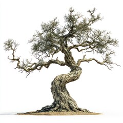 A centuries-old tree, isolated on white, with focus on its thick, gnarled branches and aged bark