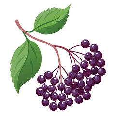 Elderberry fruit illustration on white background.