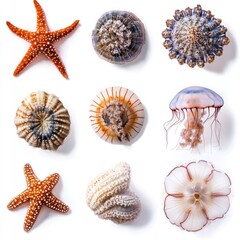 A collection of marine invertebrates like sea stars and jellyfish, isolated on a clean white background, focus on their textures