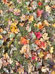 colorful maple leaves (red, orange, yellow, green) lie in the park on the green grass. colorful fallen leaves in autumn. a carpet made of autumn leaves.