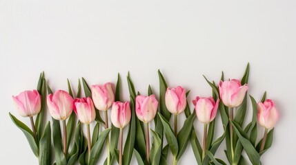 Obraz premium Pink tulips are beautifully arranged with green leaves, creating a fresh and vibrant display suitable for spring decoration