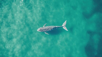 The whale glides effortlessly through the clear blue waters of the ocean, capturing the tranquility of marine life