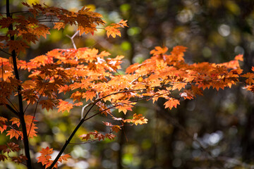 japan, autumn
