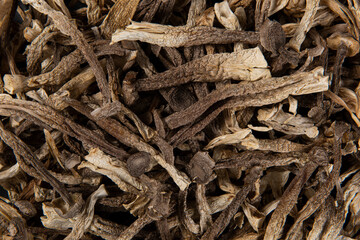 closeup of lyophyllum decastes mushrooms background.