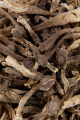 closeup of lyophyllum decastes mushrooms background.