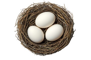 Chicken eggs in the nest