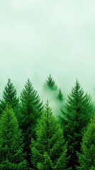 Fototapeta premium Enigmatic Wilderness: Fog Rolling Over Dense Pine Forest in Mysterious Nature Scene